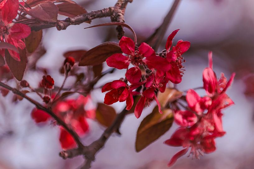 The red flowers like a painting. by Robby's fotografie