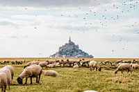 Vögel fliegen über den Mont Saint Michel