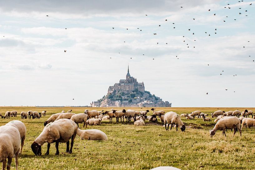 Birds fly over the Mont Saint-Michel by Gerben Steyaert