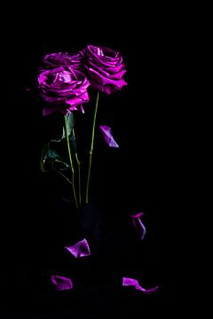 Strauß purpurroter Rosen mit fallenden Blättern