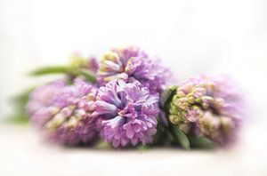 Paarse hyacinten von Alexandra Bijl