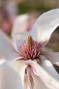 Magnolie