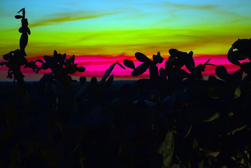 Mallorca - Cactussen bij zonsondergang van t.ART