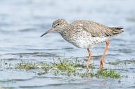 The redshank by Danny Slijfer Natuurfotografie thumbnail