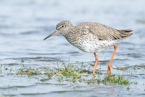 De tureluur van Danny Slijfer Natuurfotografie