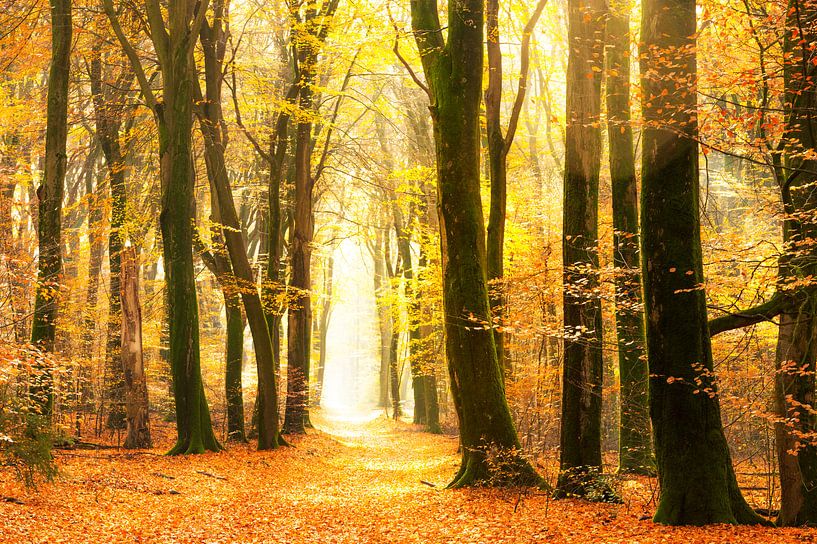 Pfad durch einen goldfarbenen Wald an einem schönen, sonnigen Herbsttag. von Sjoerd van der Wal Fotografie