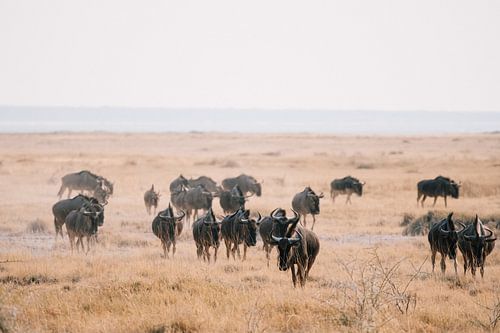 Wildebeests in Etosha National Park | Namibia, Wildlife photography, Art print