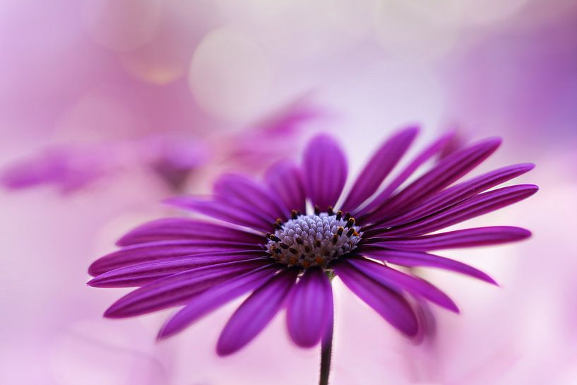 Spanische Gänseblümchen von LHJB Photography