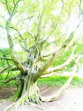 Tree Magic 20 sur MoArt (Maurice Heuts)