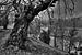 Levens Deer Park, Kendal England, zwart-wit landschapsfoto van Rob Severijnen