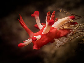 Okenia nakamotoensis von Enak Cortebeeck