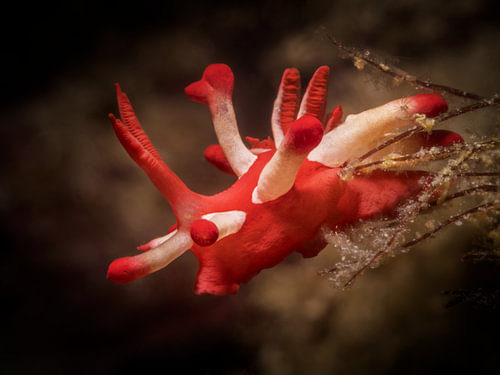 Okenia nakamotoensis