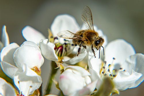 Macrophotographie à
