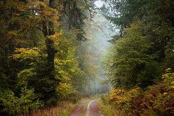 Wald Schwarzwald, Klosterreichenbach von Guido de Kleijn