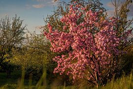 Cherry blossoms in the evening light by Marcel Hechler