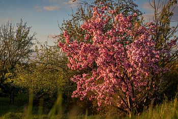 Fleurs de cerisier au crépuscule