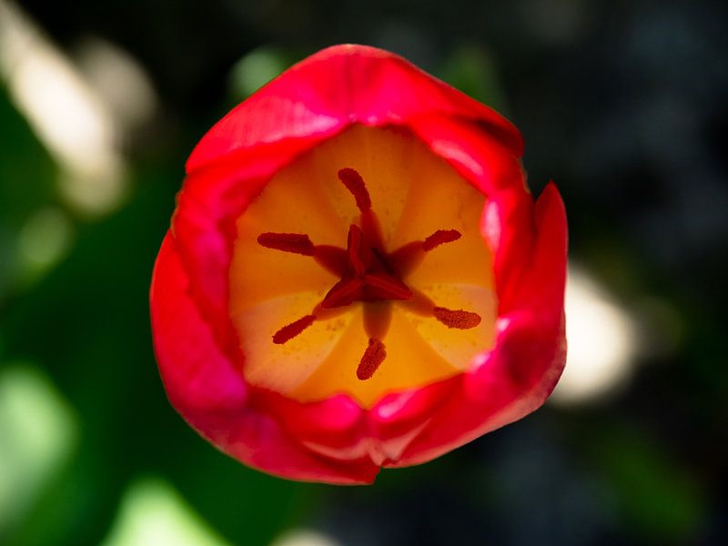 La tulipe vue d'en haut par Martijn Tilroe