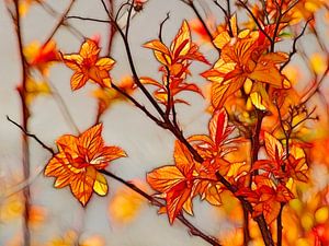 Orange Frühling
