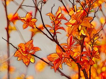 Orange Spring by Caroline Lichthart