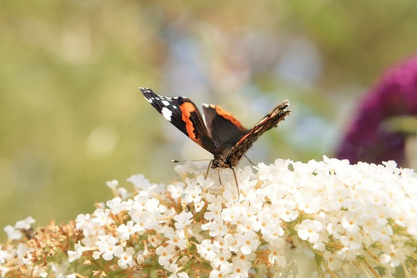 Kleurrijke vlinder op een blad, bloem. Macro van Martin Köbsch