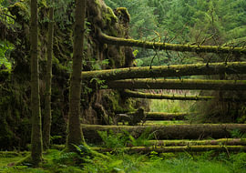 Whinlatter Forest – Lake District (England) von Marcel Kerdijk