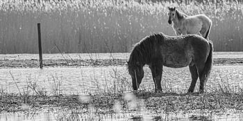 Konik-Pferd