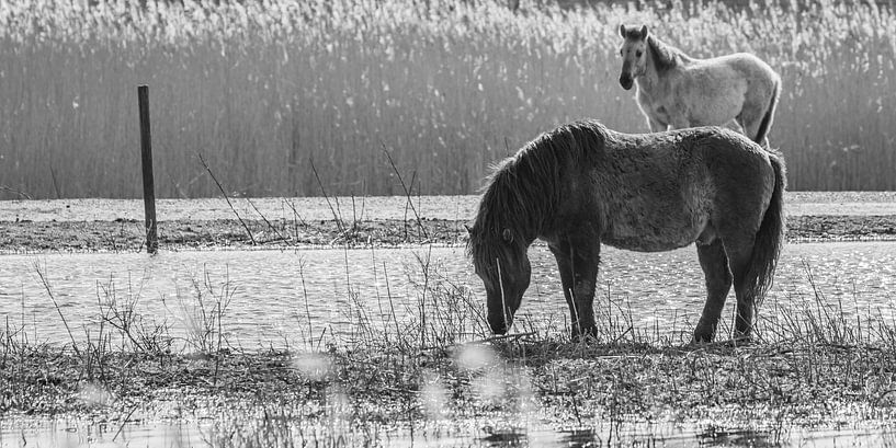 Konik-Pferd von Marcel Pietersen