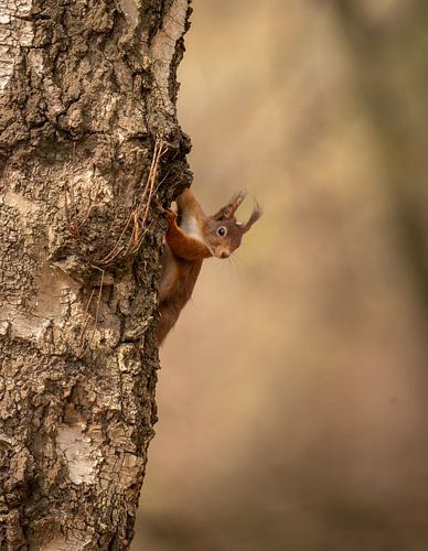 Ein neugieriges und aufmerksames Eichhörnchen bleibt in der Mitte des Baumstamms stehen.