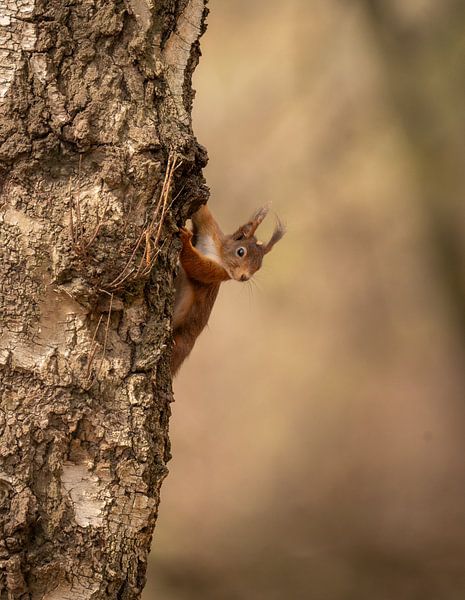 Ein neugieriges und aufmerksames Eichhörnchen bleibt in der Mitte des Baumstamms stehen. von Marielle Van den Elshout