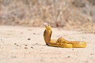 Yellow Cobra as a work of art by Robert Styppa thumbnail