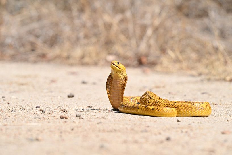 Yellow Cobra as a work of art by Robert Styppa
