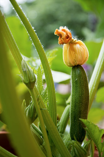 Zucchinifrucht mit Blüte an einer Pflanze im Gemüsegarten, ausgewählter Fokus, enge Schärfentiefe