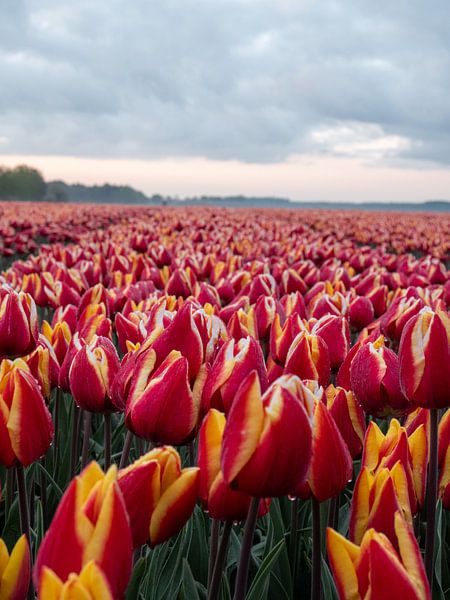 tulip splendor by snippefotografie