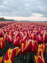 la splendeur des tulipes par snippephotography Aperçu