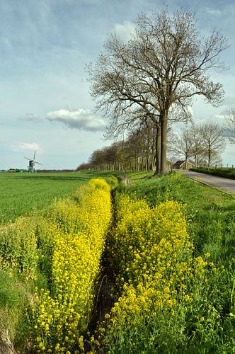 Frühling mit Rapssamen