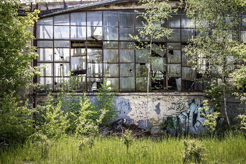 Zugewachsene Glasfassade - Lost Place Alter Flugplatz Rangsdorf von Frank Herrmann