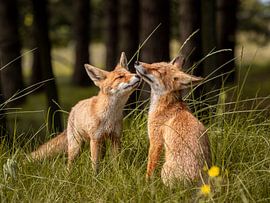 fox love by Kayleigh Heppener