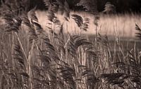 Wuivend riet