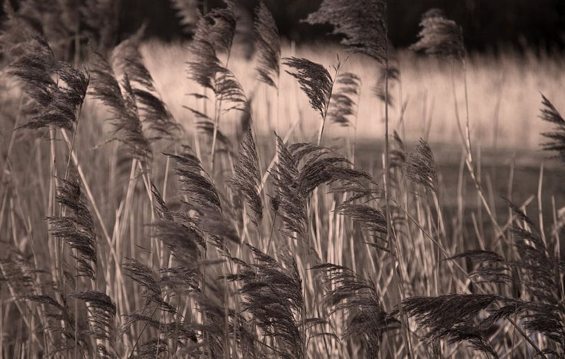 Wuivend riet by b-Arthouse Fotografie