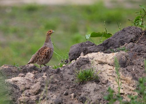 Patrijzen lopen weer in het Binnenveld
