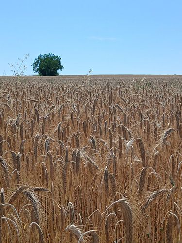 Langs de graanvelden
