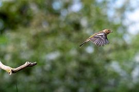 Wegfliegender Fink von M.J. Lagerwerf