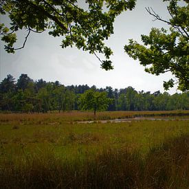 Hollands Landschap van Pieter Voogt