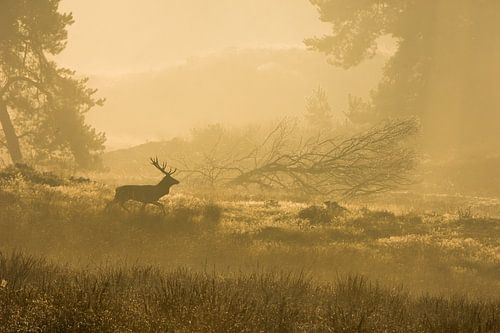 Edelhert in zonsopgang