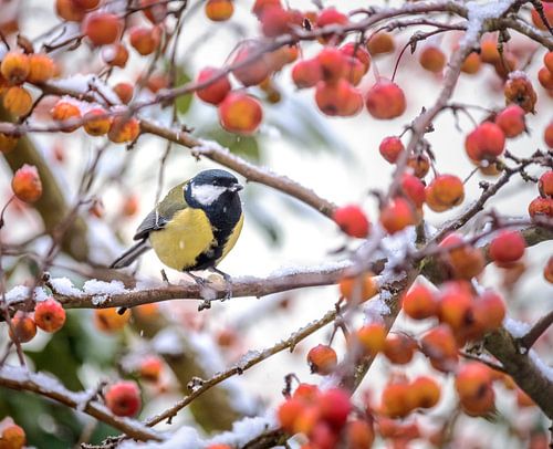 Mésange charbonnière sur un pommier couvert de neige