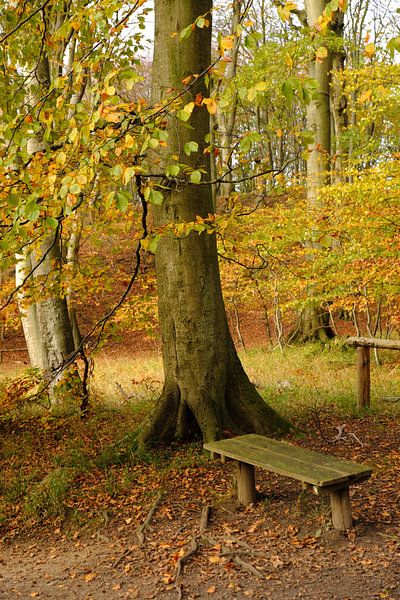 Een plaats in het herfstbos van Ostsee Bilder