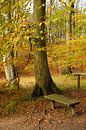 Een plaats in het herfstbos van Ostsee Bilder thumbnail