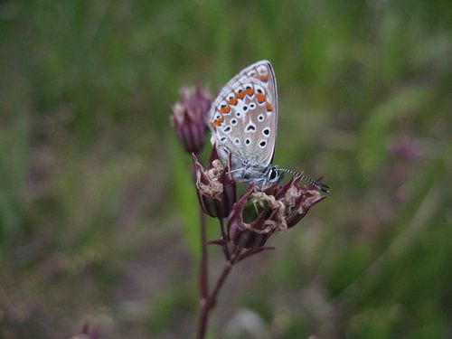 Icarusblauwtje op koekoeksbloem