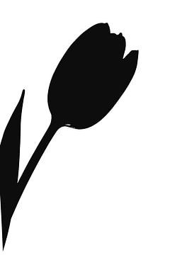 Tulip in all its simplicity