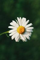 Margriet